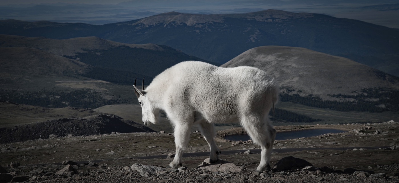 Mountain Goat on Mount Evans, Colorado