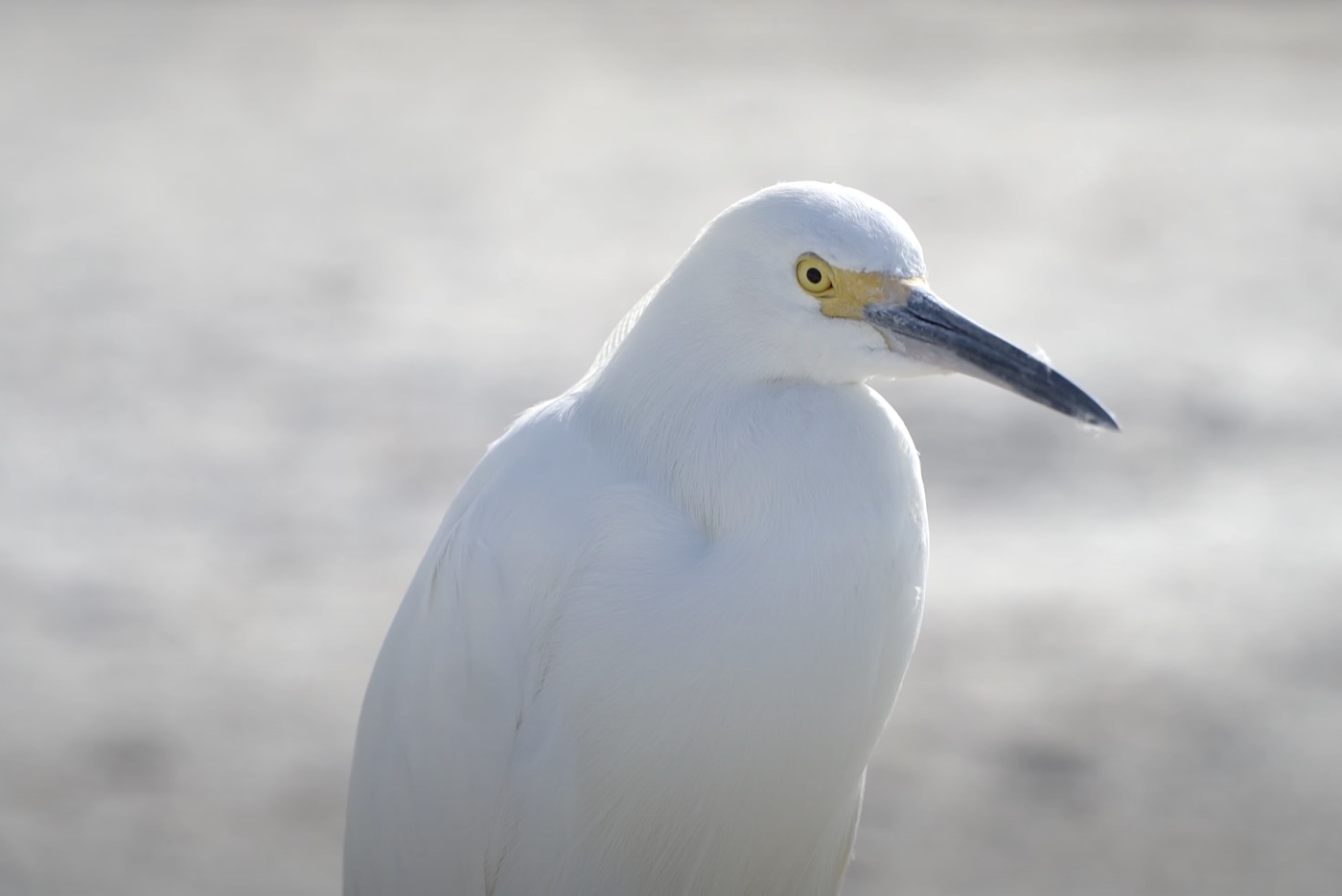 Snowy Egret Portrait