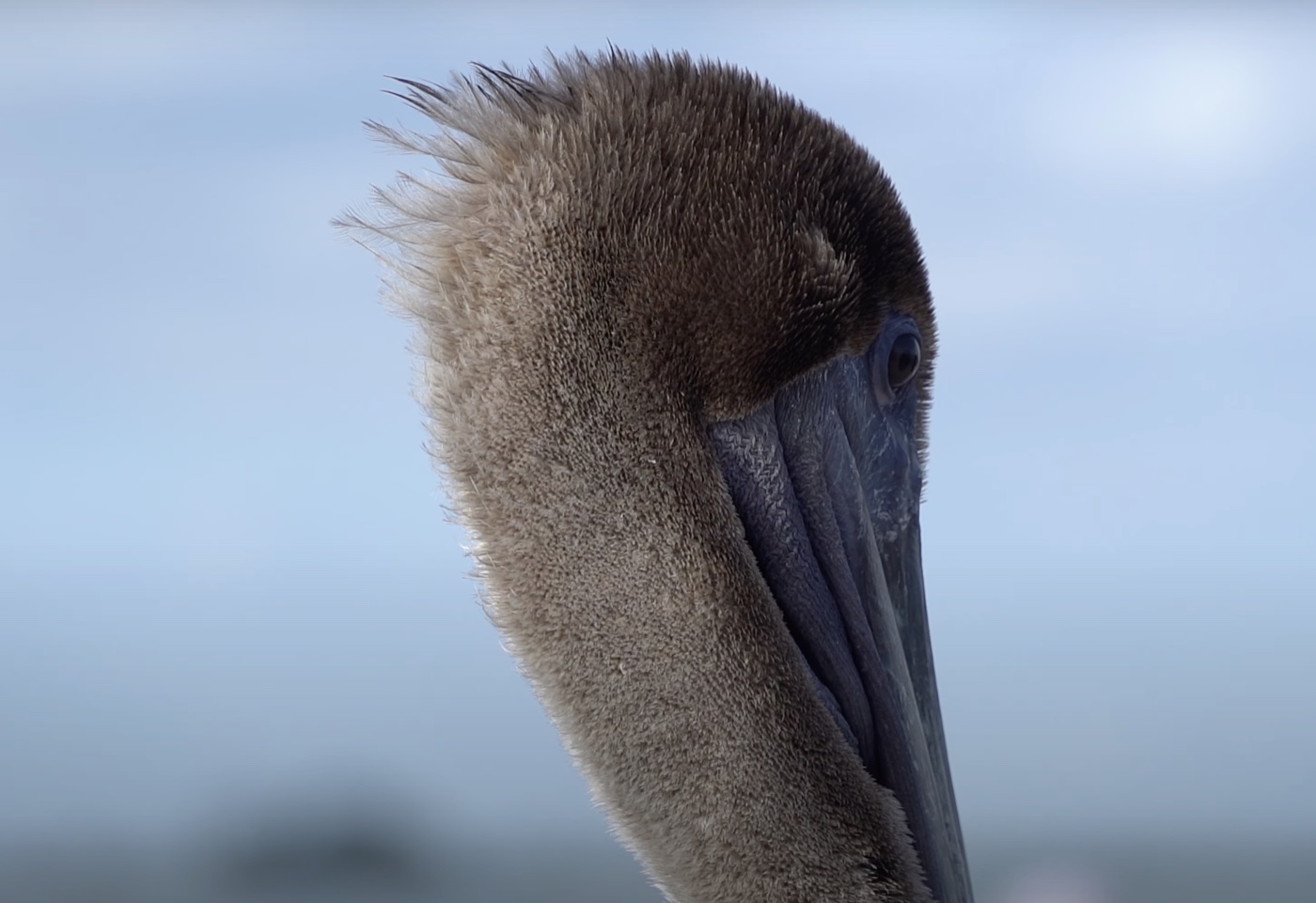 Brown Pelican Close-Up