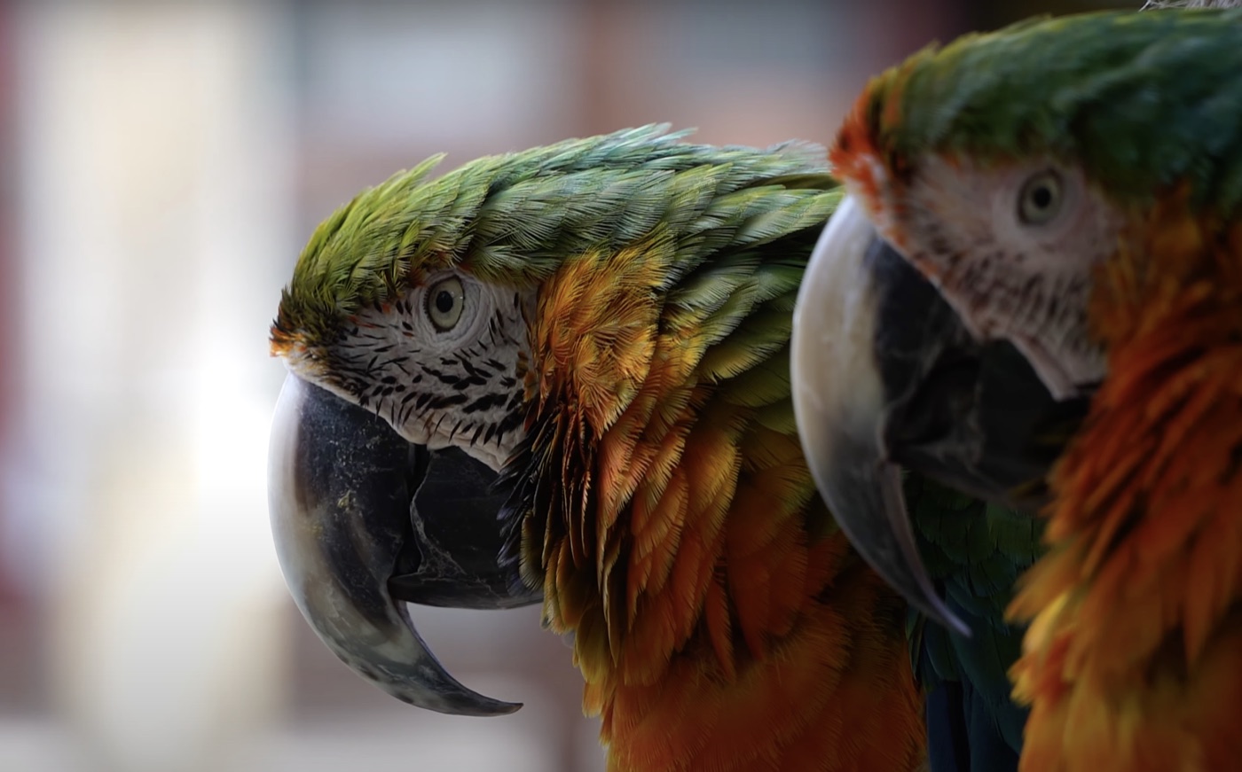 Macaws Wildlife Photography